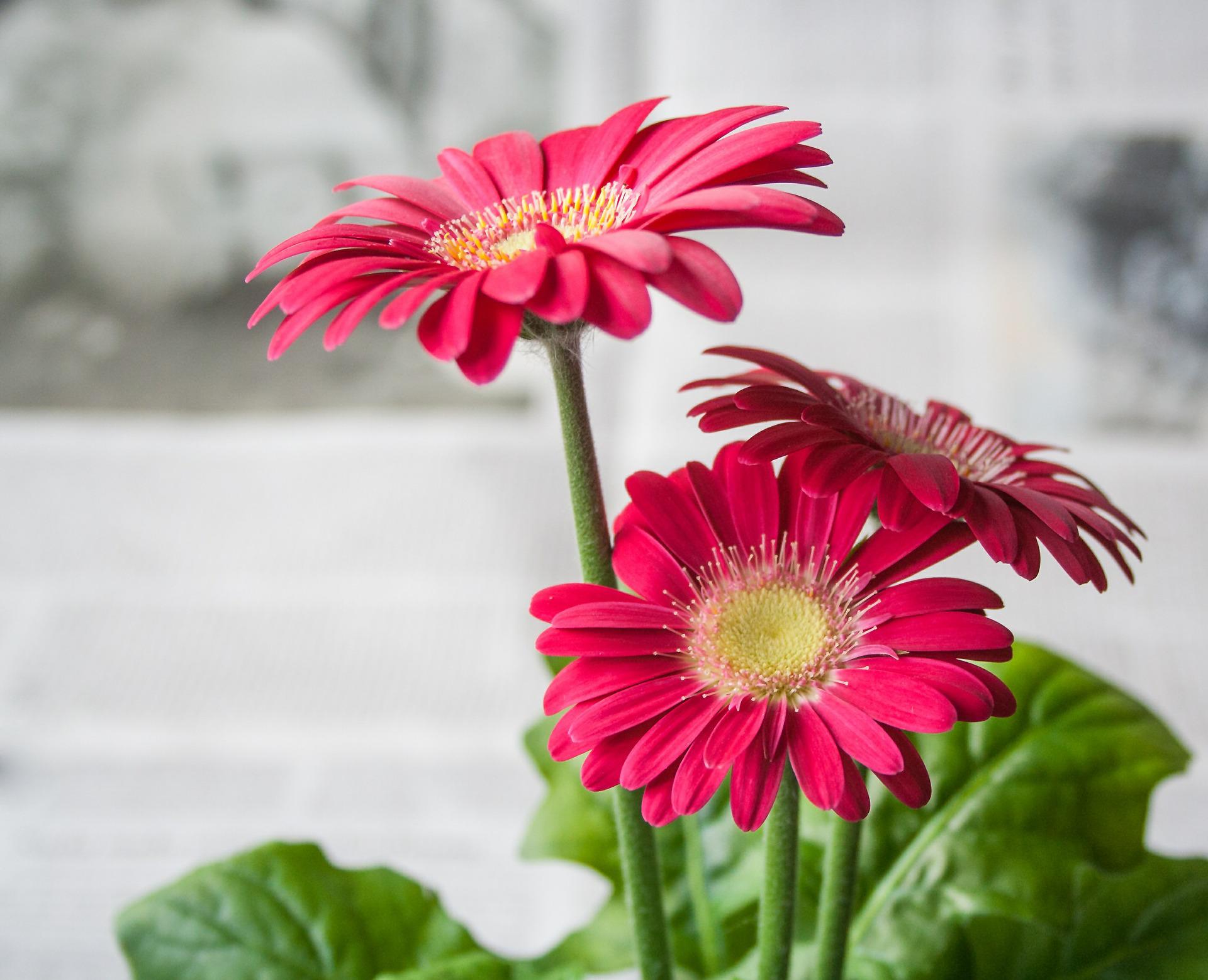 Close up of dusky pink gerbera daisy flowers with yellow centres. Large, fresh green leaves show below the stems. There is a blurry white and grey background.