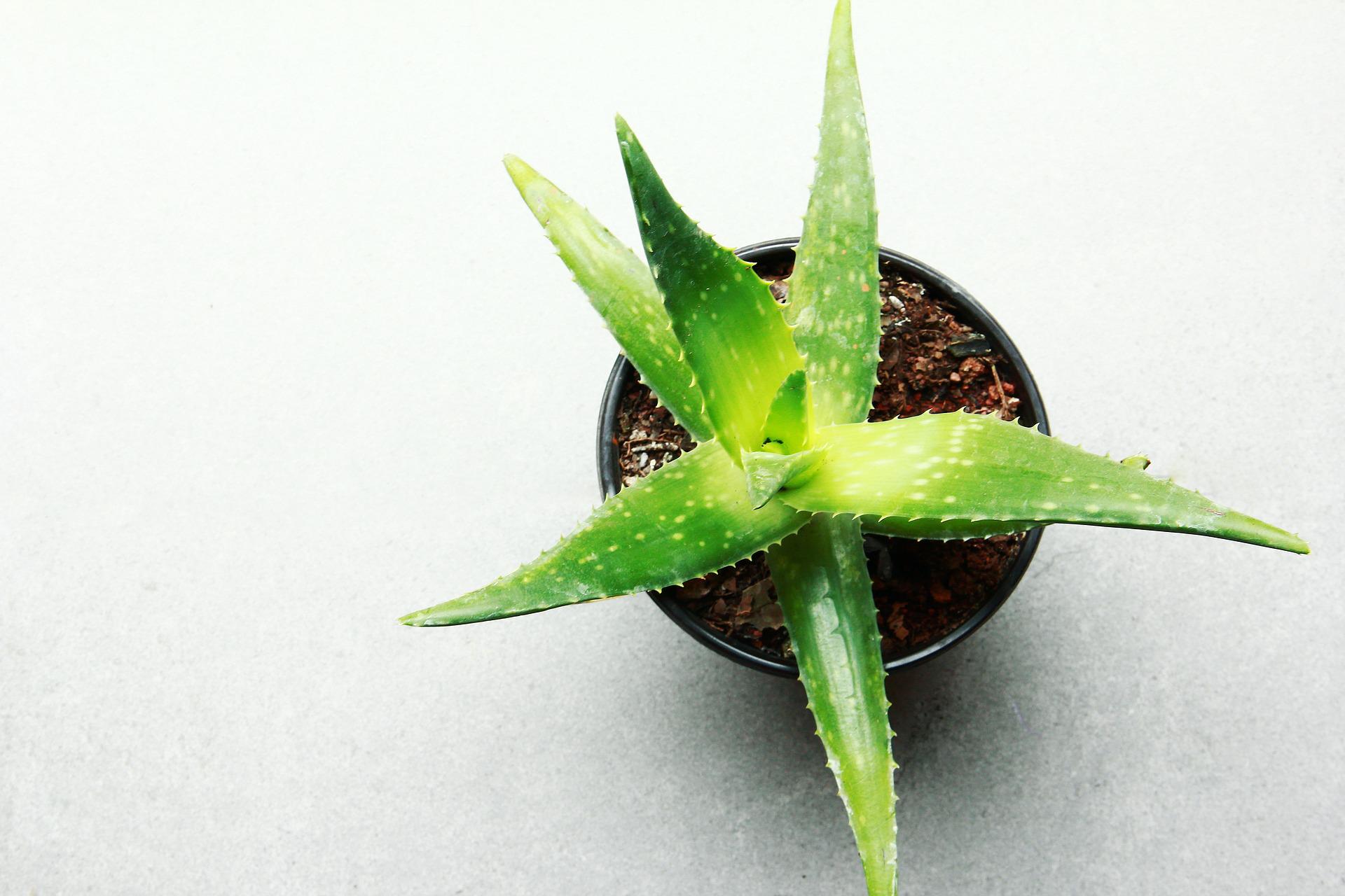 A mottled green, spiky aloe vera plant in a black pot, photographed from above, on a white background.