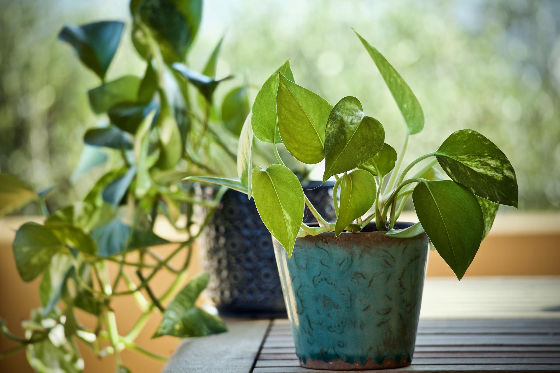 A green pothos plant with marbled leaves in a teal ceramic pot on a wooden table. A darker green pothos plant that trails off the table is in the background.