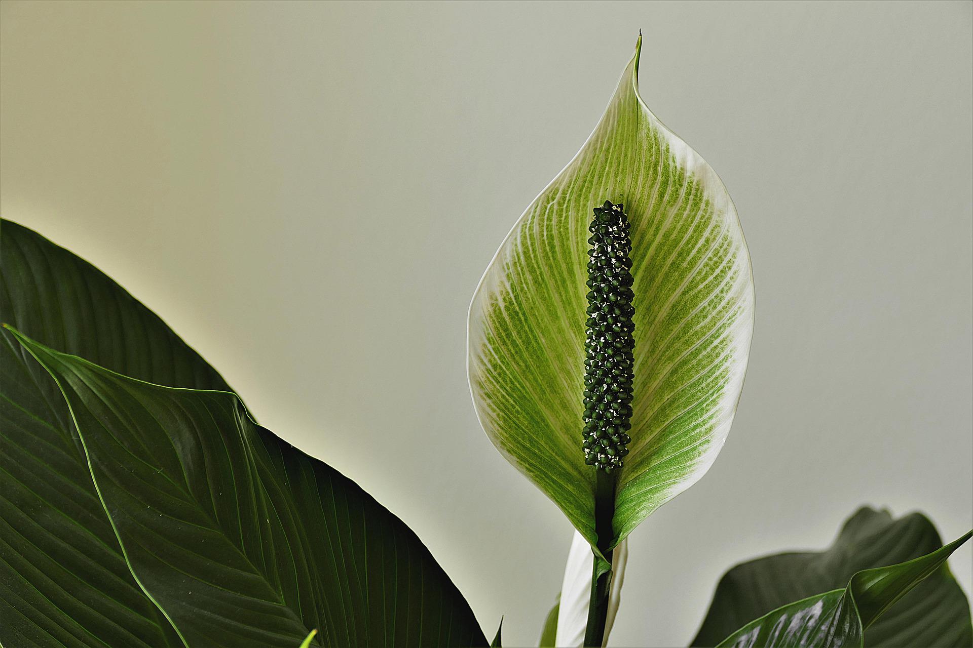 Close up of a peace lily flower, with white and green petal and nobbly green stamen. Dark green leaves show at edges of photo, on a white background.