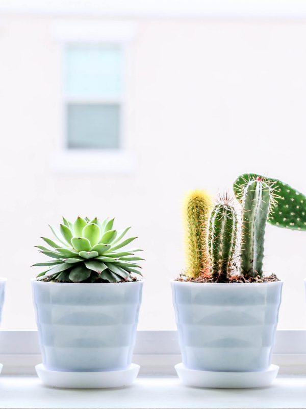 A row of four small cacti in white ceramic pots on a windowsill.