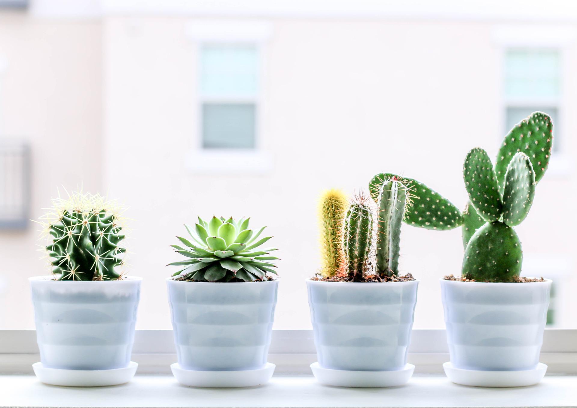 A row of four cacti plants in shiny, white ceramic pots. They sit on a white windowsill, with a blurry cream coloured building showing out the window.