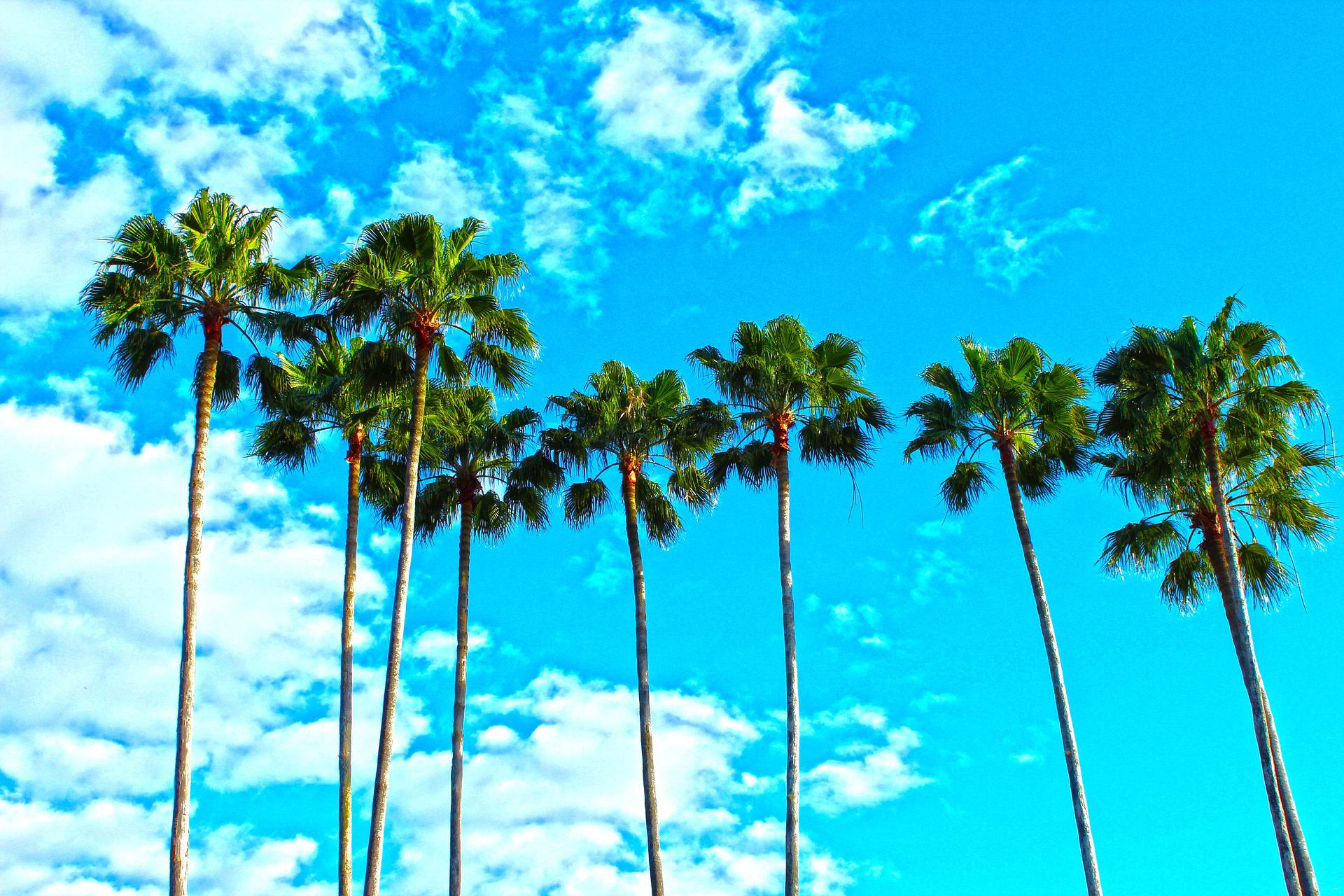 Tall palm trees in Florida against a blue sky with little white clouds