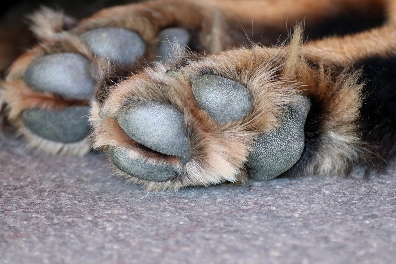 Close up of two paws of a resting dog showing the black paw pads and light brown fur.