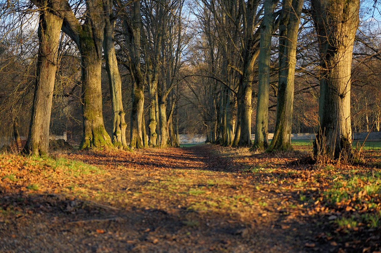 There are rows of tall trees on either side of the picture with bare branches. The ground is covered with patchy grass and dead leaves and dappled by autumn sunlight. 
